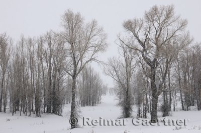 196 Birch Trees in Snow.jpg