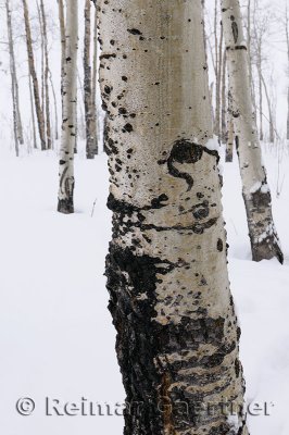 196 Birch Trunks in Snow 2.jpg