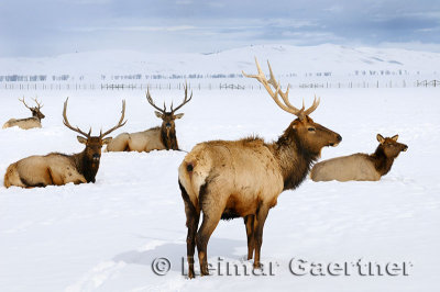 196 National Elk Refuge 3.jpg