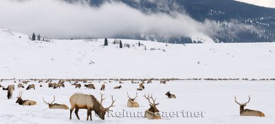 196 National Elk Refuge 4 P.jpg