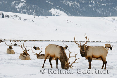 196 National Elk Refuge 5.jpg