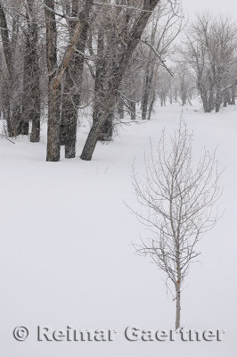 196 Young Birch in Snow.jpg