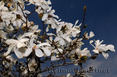 198 Magnolia Leobneri Merrill.jpg