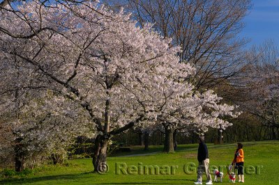 198 Blooming Cherry Tree.jpg