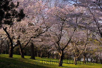198 Blooming Cherry Trees.jpg