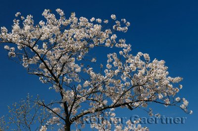 198 Cherry Tree Blossoms 3.jpg