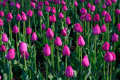 199 Attila Tulips.jpg