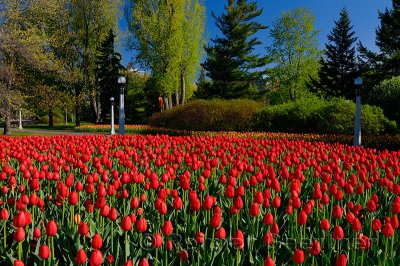 199 Canadian Liberator Tulip garden.jpg