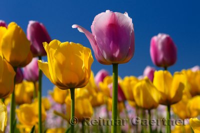 199 Garant and Ollioules Tulips 2.jpg