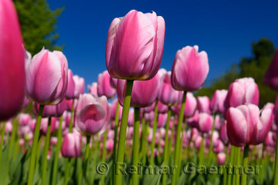 199 Ollioules Tulips 3.jpg