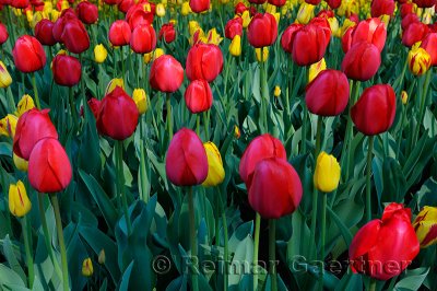 199 Red Impression and Washington Tulips 1.jpg