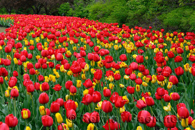 199 Red Impression and Washington Tulips 2.jpg