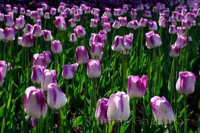 199 Shirley Tulips.jpg