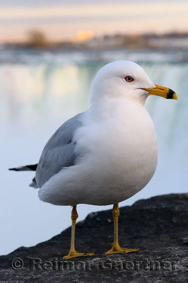 197 Gull at Niagara Falls.jpg