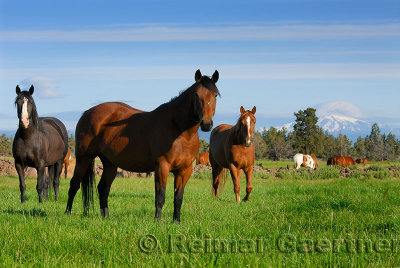 128 Mount Jefferson horses 2.jpg
