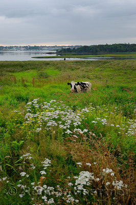 Stray holstein cow near Overton with Yarmouth across the harbour Nova Scotia