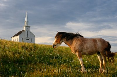 Clydesdale horse standing in field with church at Highland Village Museum at Iona Cape Breton