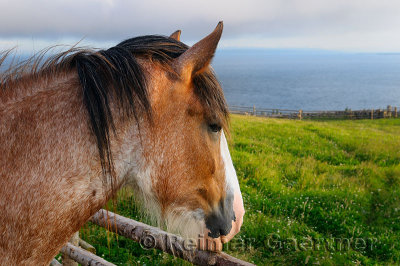 Pensive Clydesdale horse at fence over Bras dOr Lake from Highland Village Museum Iona NS