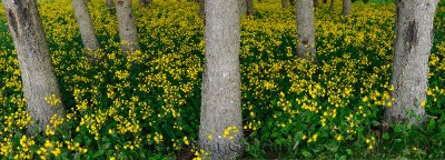 Panorama of blanket of yellow flowering wildflowers in a forest in Cape Breton Island Canada