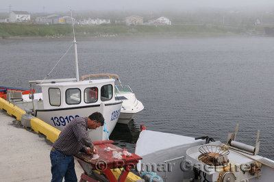 Fisherman filleting cod fish on the pier at Rocky Harbour Newfoundland in fog