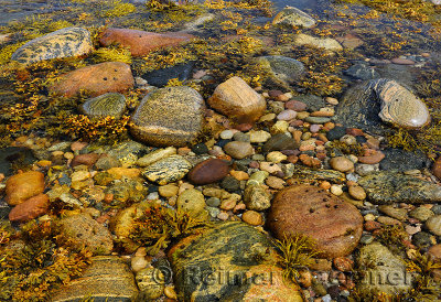Seaweed and shellfish in Tide pool on the shores of Martins Point Newfoundland 