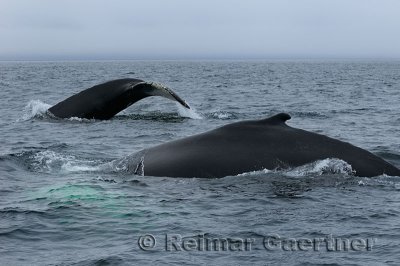 Close up of two female humpback whales traveling at Twillingate Newfoundland showing dorsal fin and tail