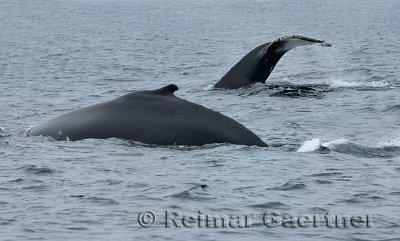 Two female humpback whales at Twillingate Newfoundland showing dorsal fin and tail