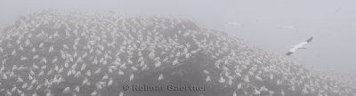 Colony of nesting Northern Gannets in fog at Cape St. Mary's Ecological Reserve Newfoundland