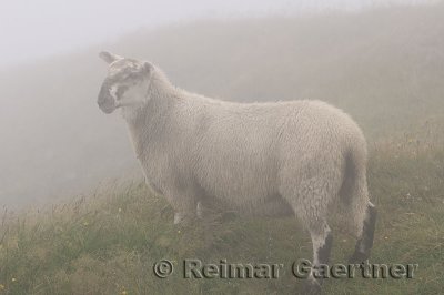 Young Scottish Blackfaced Sheep in fog at Cape St. Mary's Ecological Reserve Newfoundland
