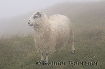 Scottish Blackfaced Sheep in fog at cliff of Cape St. Mary's Ecological Reserve Newfoundland