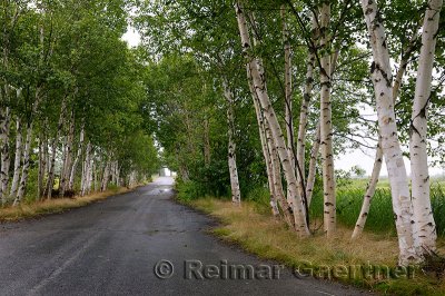 Paper Birch trees on paved lane to a covered bridge in New Brunswick