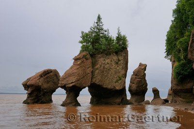 Lovers Arch and Bear Rock sea stacks with incoming tide at Hopewell Rocks Bay of Fundy