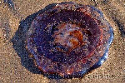 Upside down purple jellyfish on sandy beach at sundown in Nova Scotia