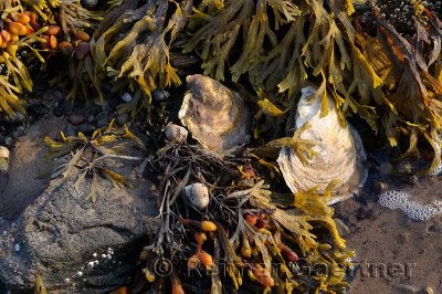 Oysters snails and bladder wrack clinging to rocks at low tide sunset at Port Hood Nova Scotia