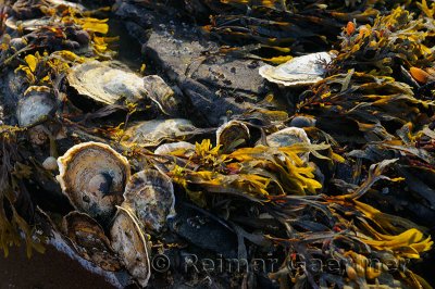 Oysters and seaweed clinging to rocks at low tide sunset at Port Hood Nova Scotia