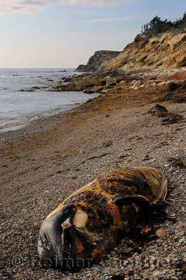 Carcass of beached Long Fined Pilot Whale on Pillar Rock Beach Cabot Trail Cape Breton