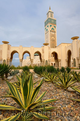 Yucca plants in rock garden at Hassan II Mosque Casablanca