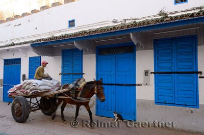 Moroccan man on a pony drawn cart in Essaouira Medina with blue doors and cat in early morning
