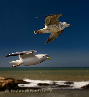 Close up of two seagulls flying by Sqala du Port on the Atlantic Ocean at Essaouira Morocco