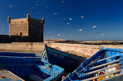 Flock of seagulls over blue fishing boats and Sqala du Port at Essaouira Morocco