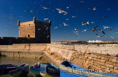 Thick flock of seagulls over blue fishing boats and Sqala du Port at Essaouira Morocco