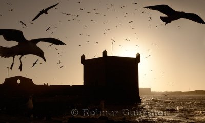 Monochrome silhouette of Sqala du Port Seagulls and Atlantic ocean at Essaouira Morocco