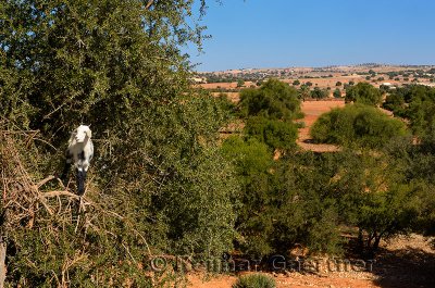 Goat climbing up an Argan tree to eat the seed kernels south of Essaouira Morocco