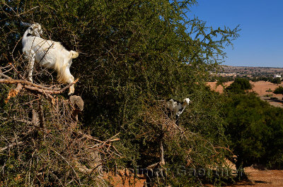 Two goats high up an old Argan tree to eat the seed kernels south of Essaouira Morocco
