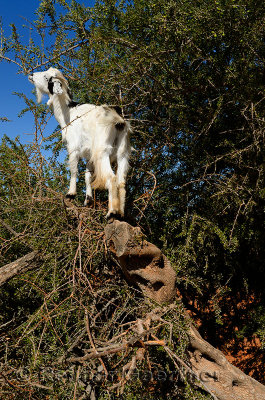 Goat climbing up an Argan tree in Morocco to eat the seed kernels