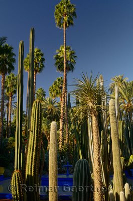 Palm trees and cacti with blue fountain at Majorelle Garden in Marrakech Morocco