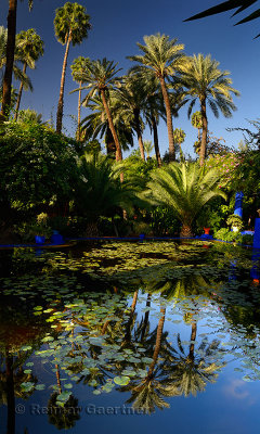 Vertical panorama of watergarden and palm trees at Majorelle Garden in Marrakech Morocco
