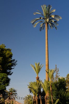 Cell phone tower at a Marrakech resort disguised as a fake tall Palm tree