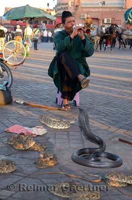 Coiled black cobra and other snakes being charmed by a flute in Place Djemaa el Fna Marrakech