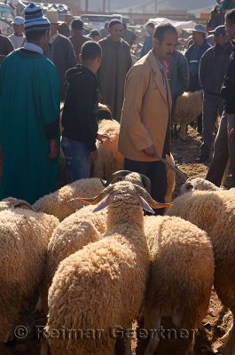 Sheep for sale in the market of Ait Ourir Morocco for sacrifice at Eid Al Adha